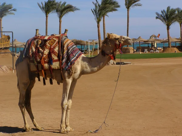 Kamel am Strand — Stockfoto