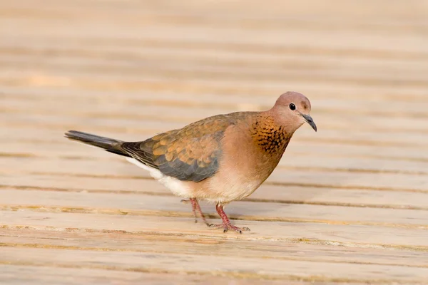 stock image Dove