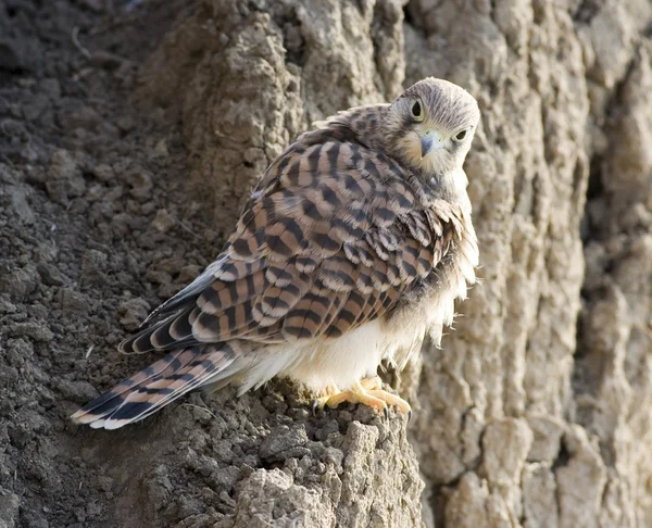 Falco. — Fotografia de Stock