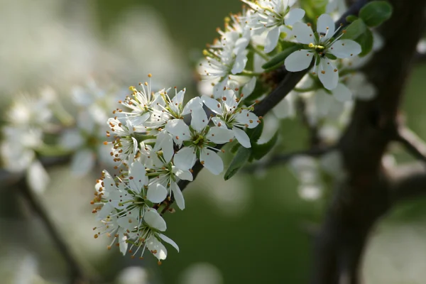Branche de floraison — Photo