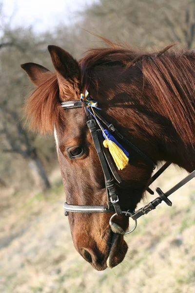 Huvud av en häst — Stockfoto