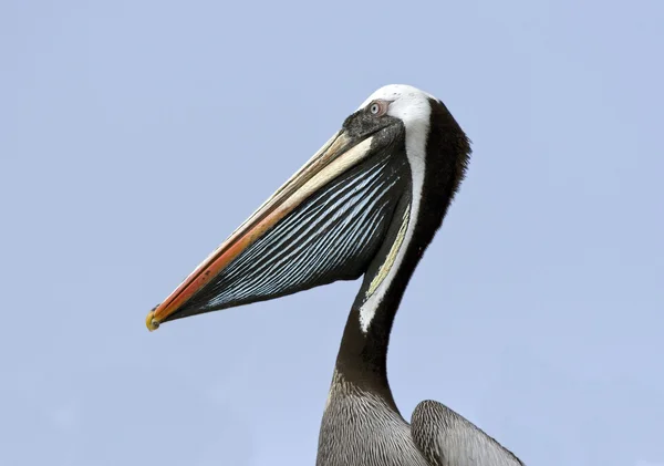 Head of Pelican — Stock Photo, Image