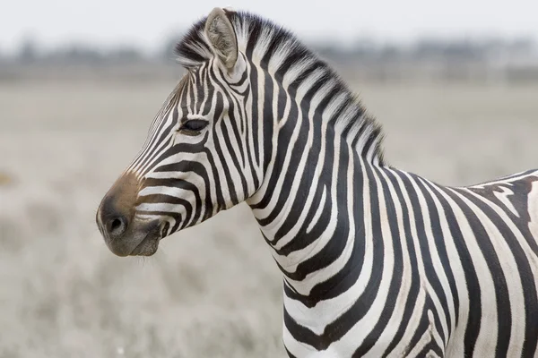 stock image Head of the zebra