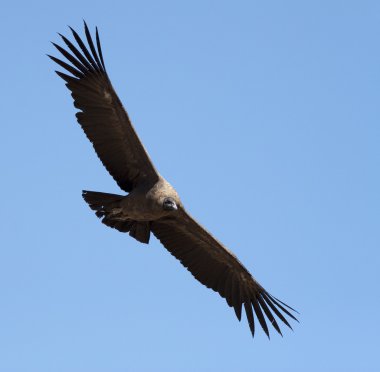 Condor with spread wings clipart