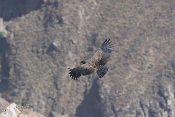 Condor w kanionie — Zdjęcie stockowe