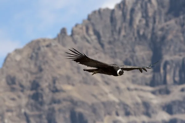 Condor in flight — Stock Photo, Image