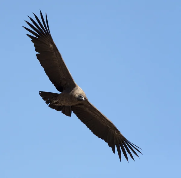 Kondor mit ausgebreiteten Flügeln Stockbild