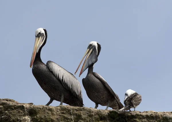 Pelicans and seagull — Stock Photo, Image