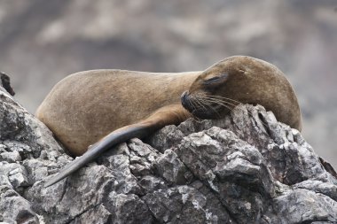Sleeping Fur Seal clipart