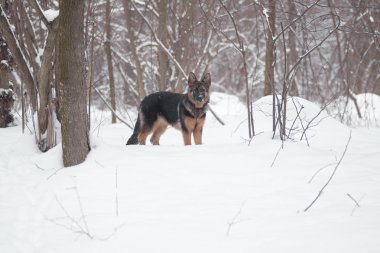 ormanda köpek