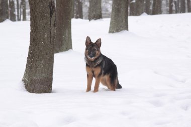 köpeğe bir ağaç