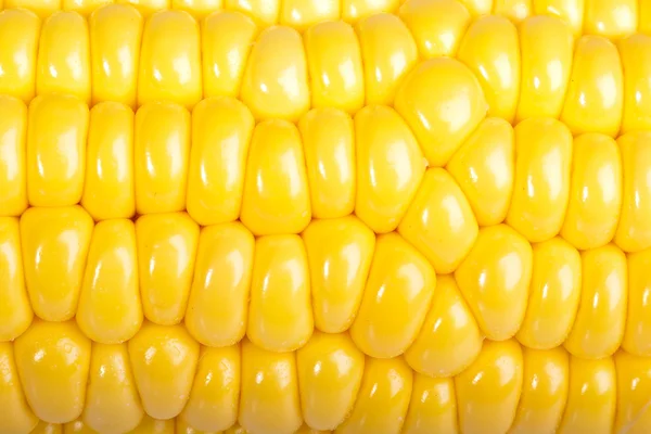 stock image Corn