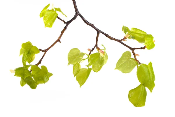 밝은 녹색 잎 지점 — 스톡 사진