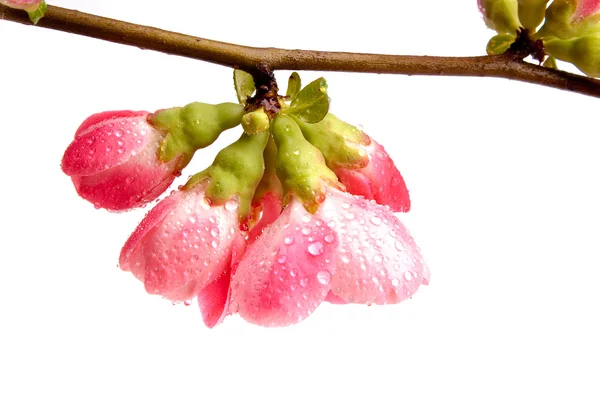 Spring flowering quince — Stock Photo, Image