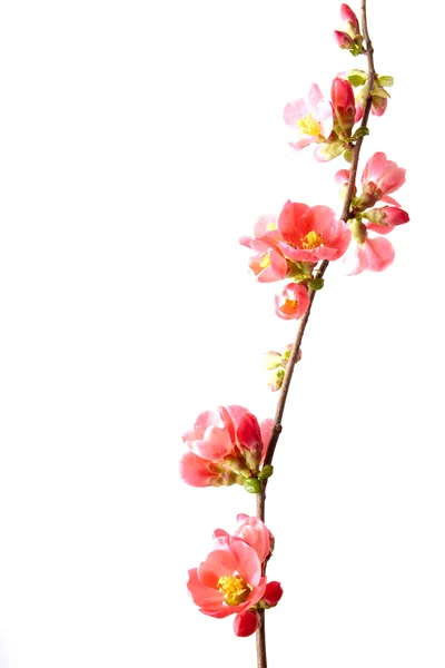 Våren blommande kvitten — Stockfoto