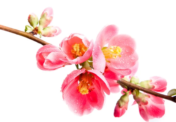 Spring flowering quince — Stock Photo, Image