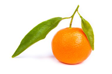 Tangerine clipart