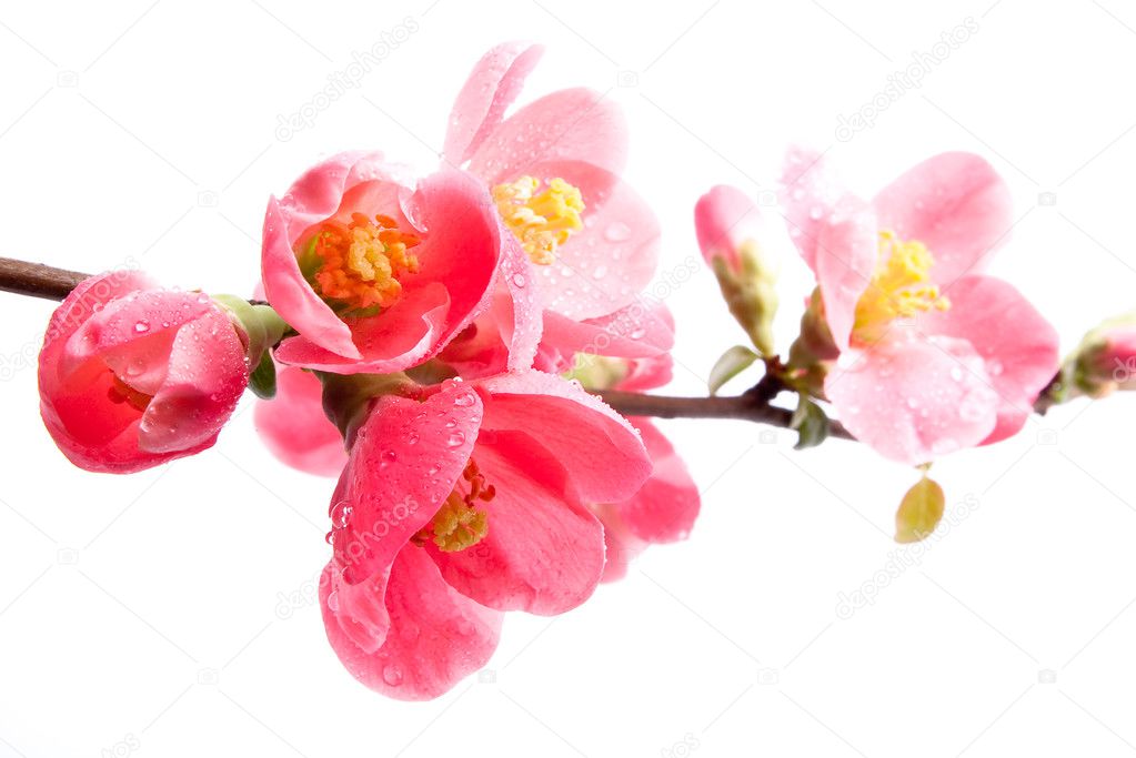 Spring flowering quince
