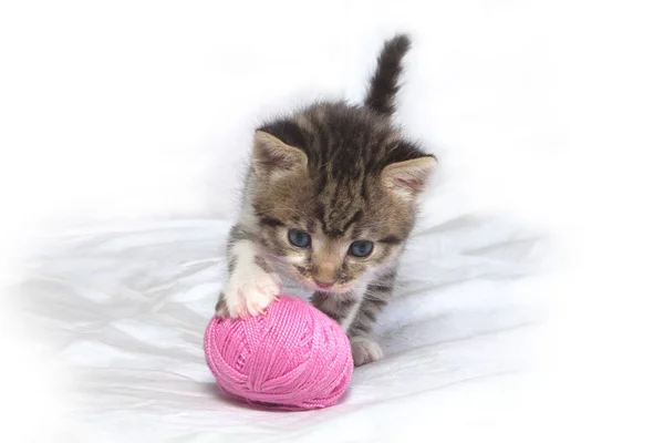 Small striped kitten and the clew — Stock Photo, Image