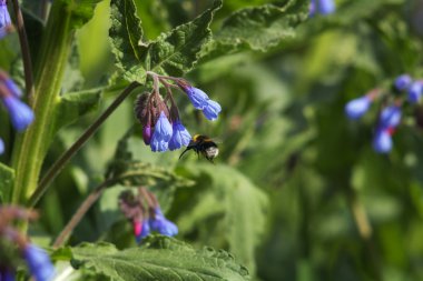 Bumblebee üzerinde mavi çiçekler