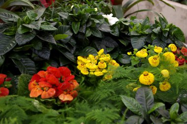 Calceolaria herbeohybrida