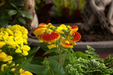 Calceolaria herbeohybrida