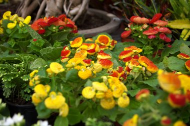 Calceolaria herbeohybrida clipart