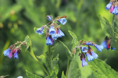 Çiçek açan Virginia Bluebells (Mertensia v