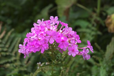 Phlox