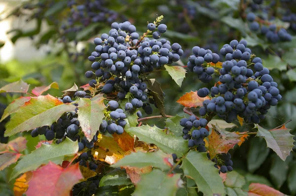 Stock image Blue berry