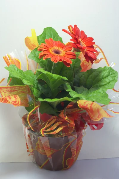 Bunte Chrysanthemen im Keramiktopf — Stockfoto