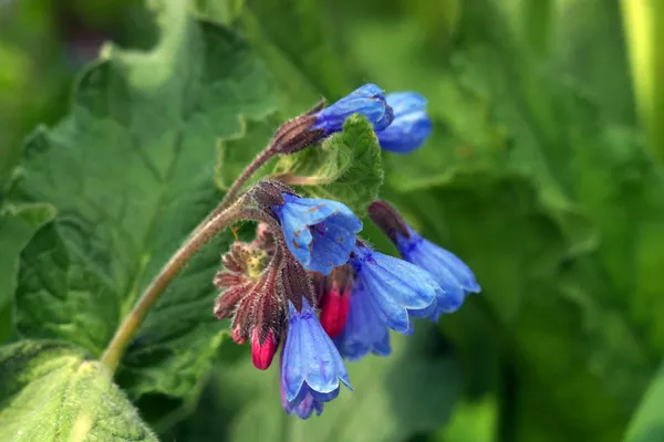 Çiçek açan Virginia Bluebells (Mertensia v