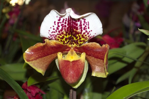 Wit-bruin orchid — Stockfoto