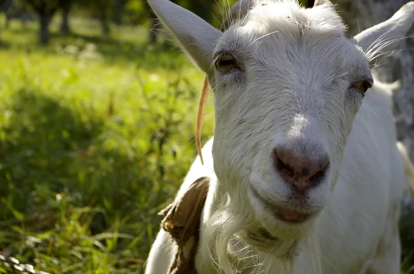 stock image She-goat