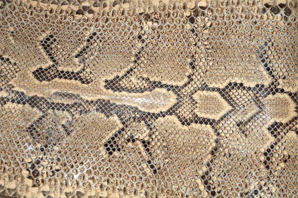 Textura da pele de cobra Fotografia De Stock
