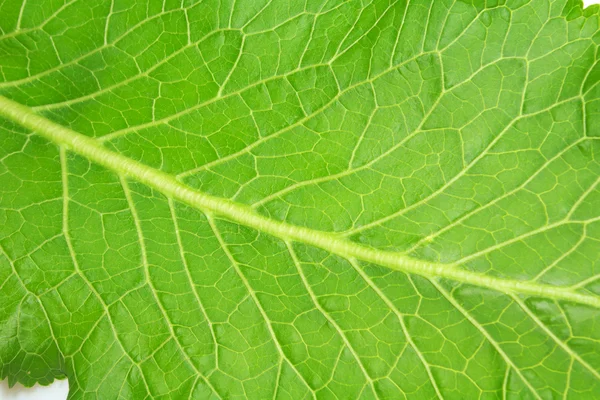 Friss zöld Torma levél Stock Kép