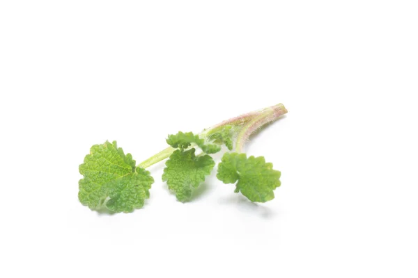 Fresh and green nettle isolated — Stock Photo, Image