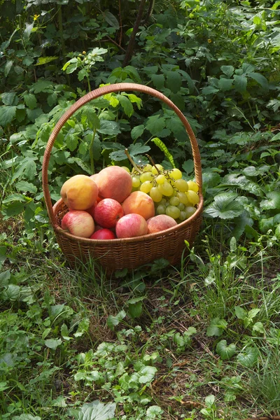 Brzoskwinie, winogrona i jabłka — Zdjęcie stockowe