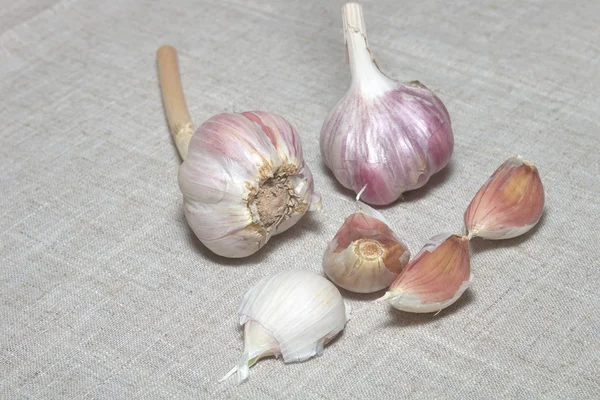 Stock image Garlic Close Up