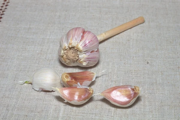 stock image Garlic Close Up