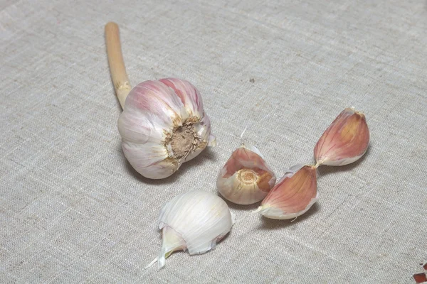 stock image Garlic Close Up