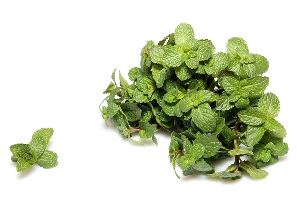 Fresh green mint leaves on white — Stock Photo, Image