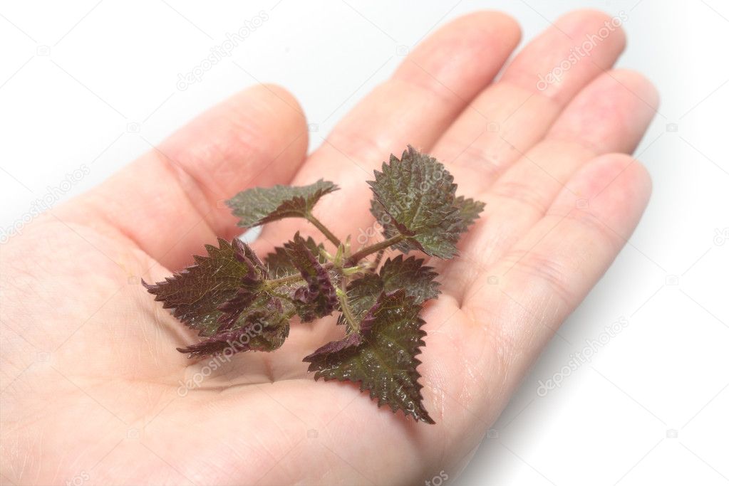Fresh and green nettle isolated on a han