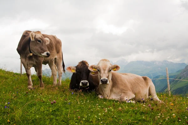カメラ目線アルプス牛のグループ — ストック写真