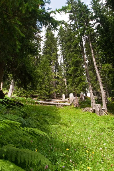 Alpiner Wald — Stockfoto