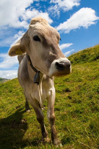 Vaca alpina en prado verde — Foto de Stock