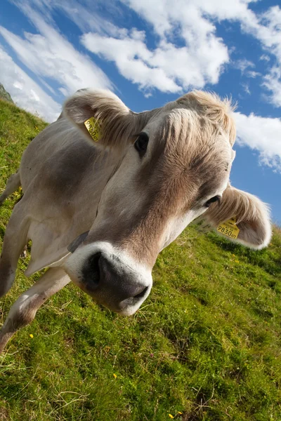 Vaca alpina en prado verde — Foto de Stock