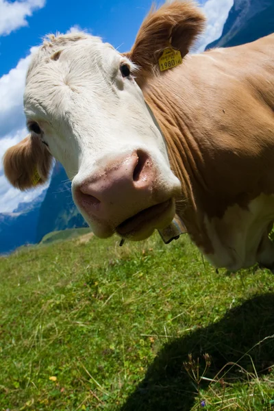 हिरव्या मधमाशावर अल्पिन गाय — स्टॉक फोटो, इमेज