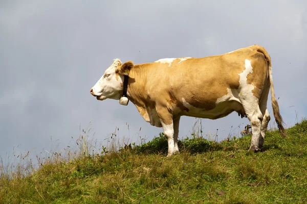 Vaca alpina en una colina — Foto de Stock
