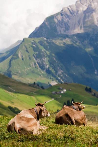 Δύο αγελάδες απολαμβάνοντας το ουζάκι θέα — Φωτογραφία Αρχείου